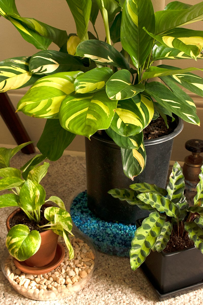 Houseplant Tool Guide 8 MustHave & 12 NiceToHave Tools For Your Home Jungle