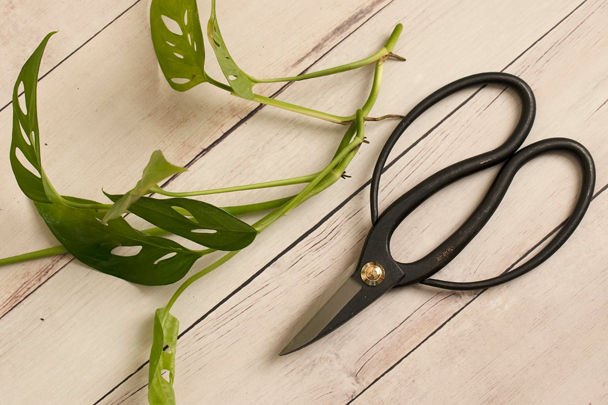 Houseplant Tool Guide 8 MustHave & 12 NiceToHave Tools For Your