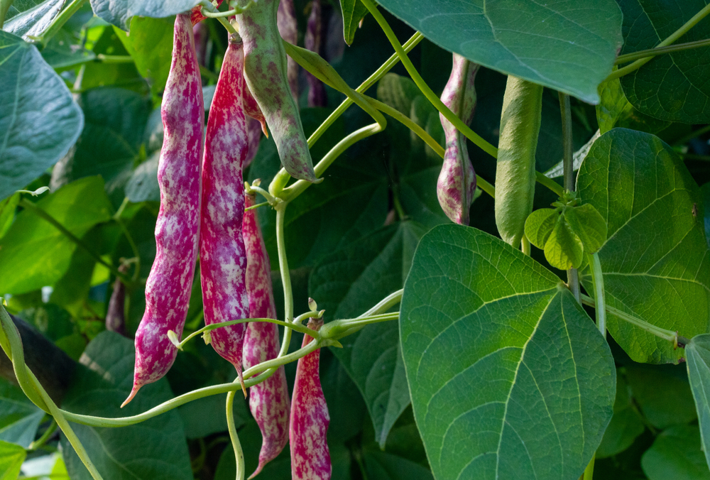 Pole beans growing