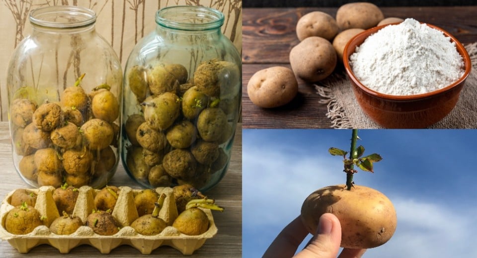 30 Unusual Uses For Potatoes You've Probably Never Considered