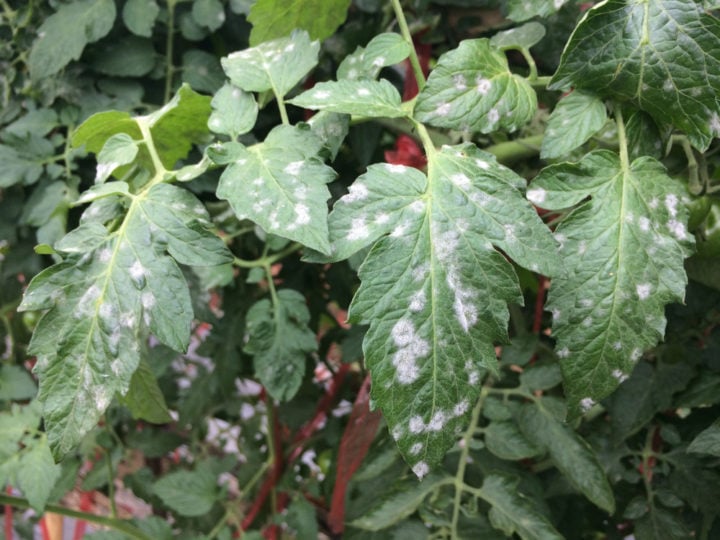 13 Common Tomato Problems & How To Fix Them