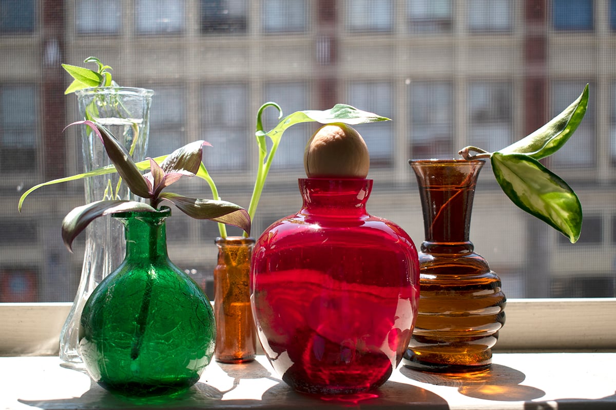 Houseplant Tool Guide 8 MustHave & 12 NiceToHave Tools For Your