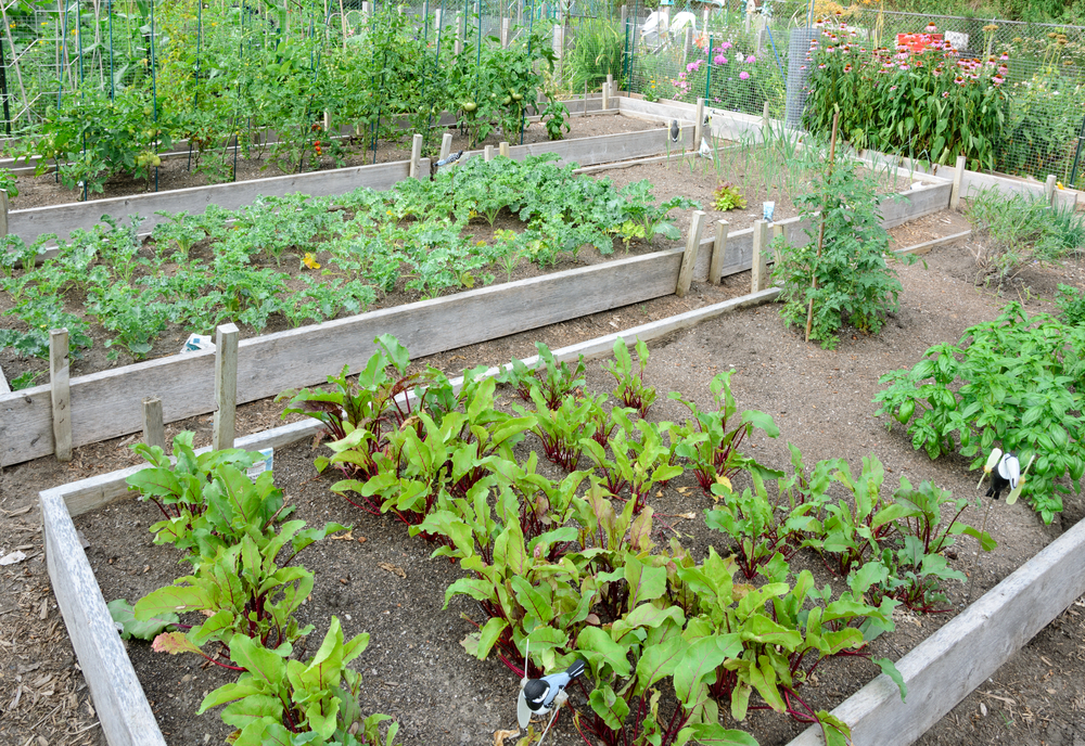 Beets and other vegetables growing in a raised bed