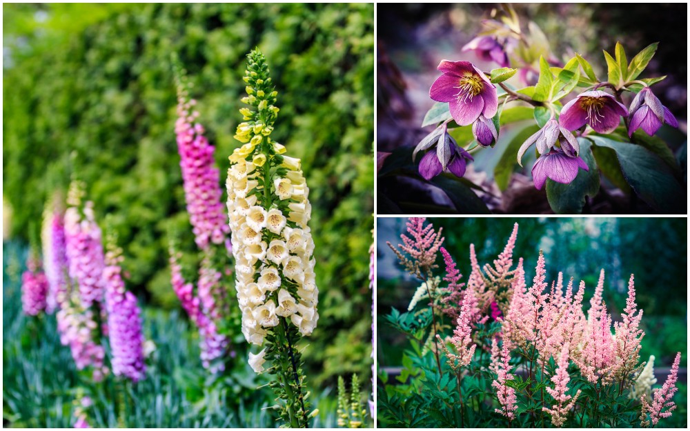 A collage of shade loving perennials, including foxglove, hellebore and astilbe. 