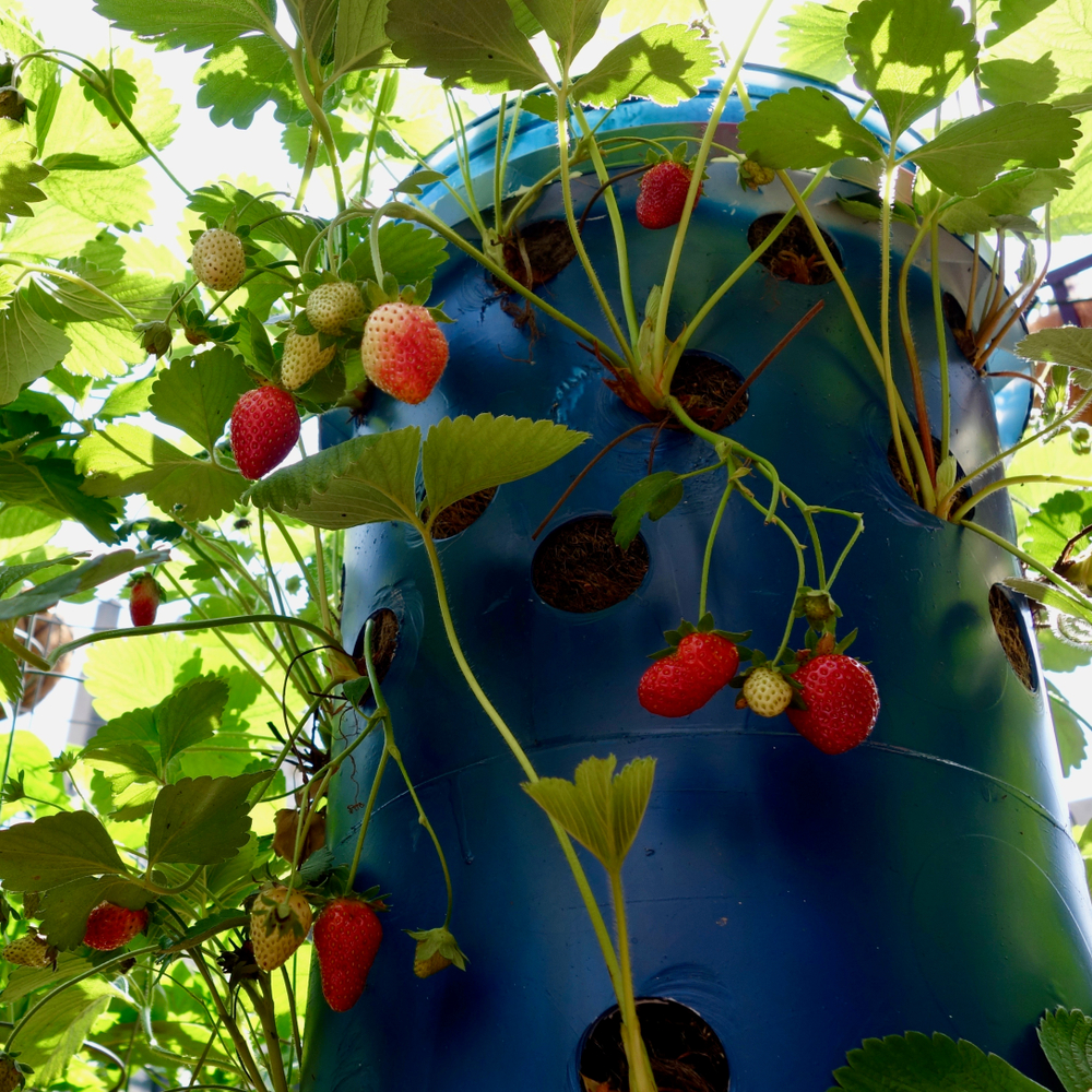 20 Innovative Strawberry Planting Ideas For Big Harvests In Tiny ...