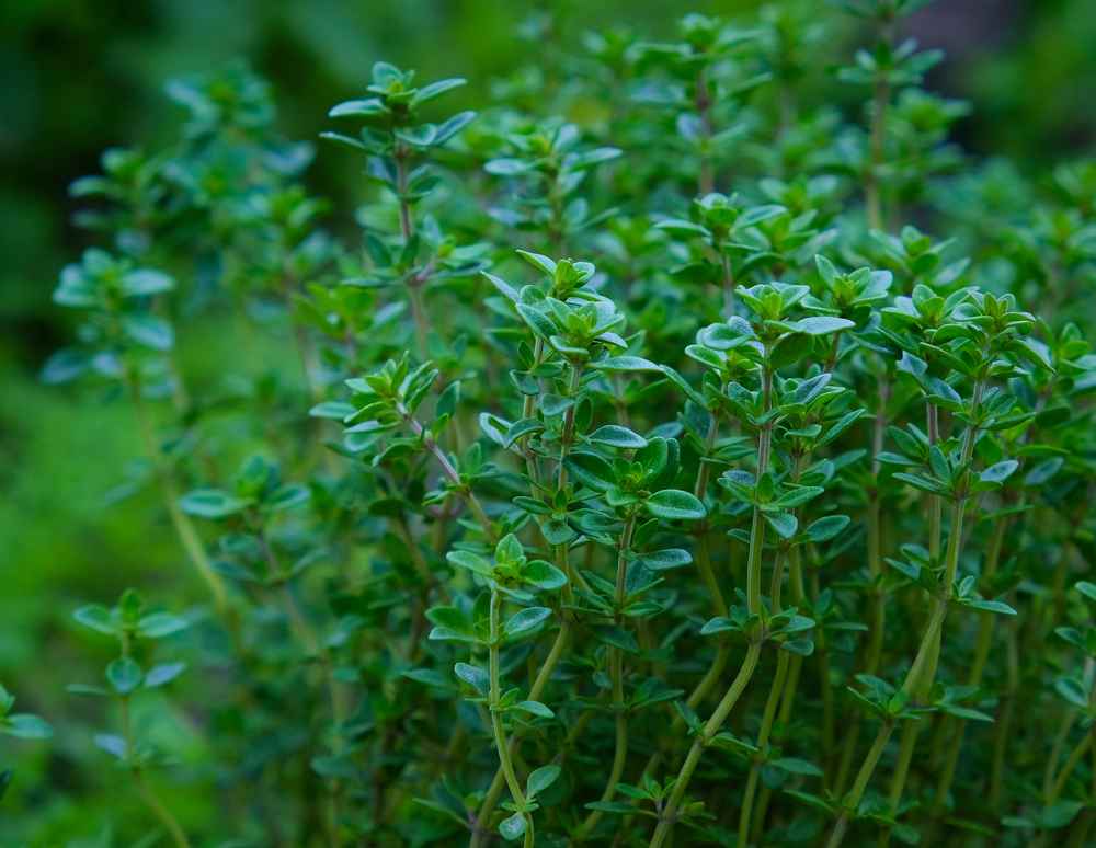 A thyme bush growing in total shade