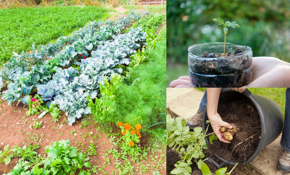 Grow Veg For Free: 50+ Zero Cost Hacks To Grow Your Own Food