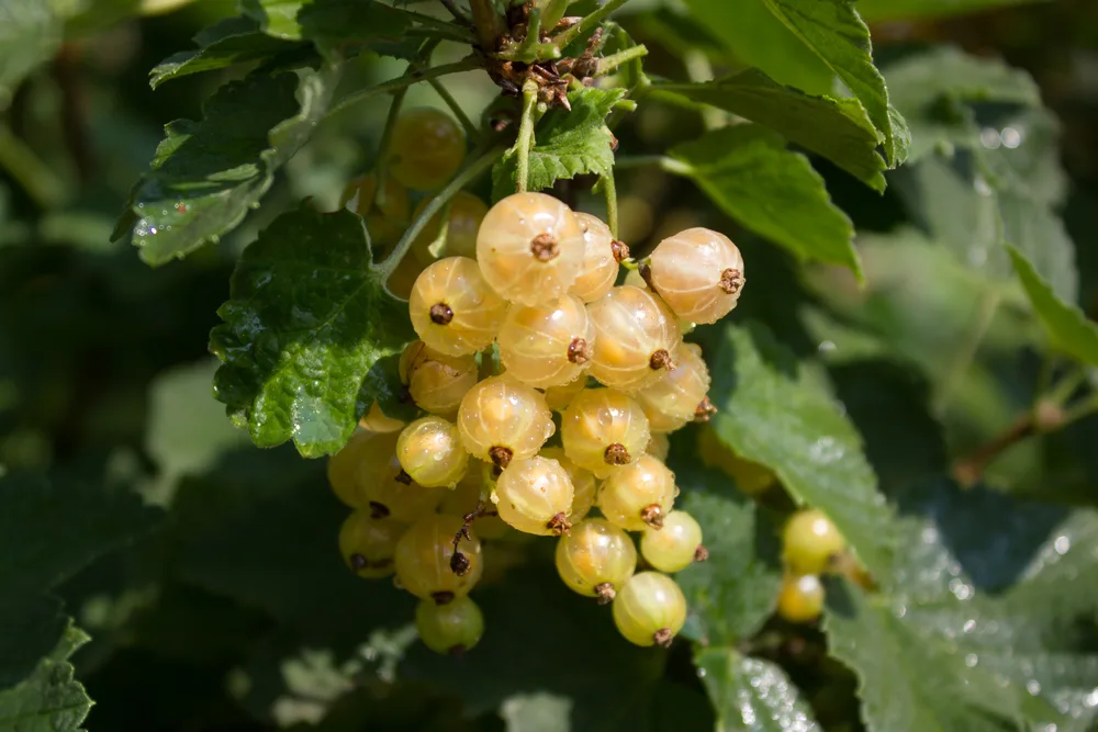 White currants hanging off a currant bush