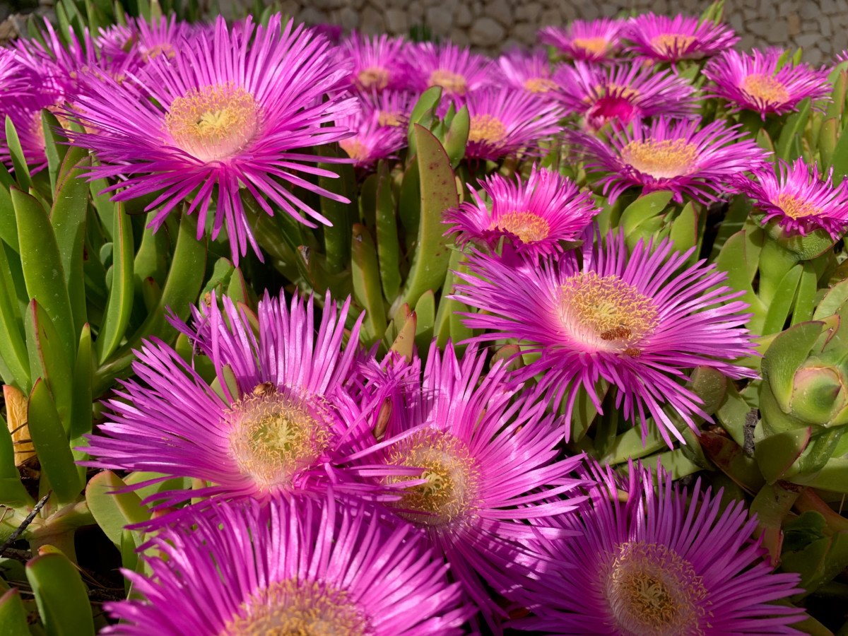 What are the longest blooming perennials 13 What are the longest blooming perennials