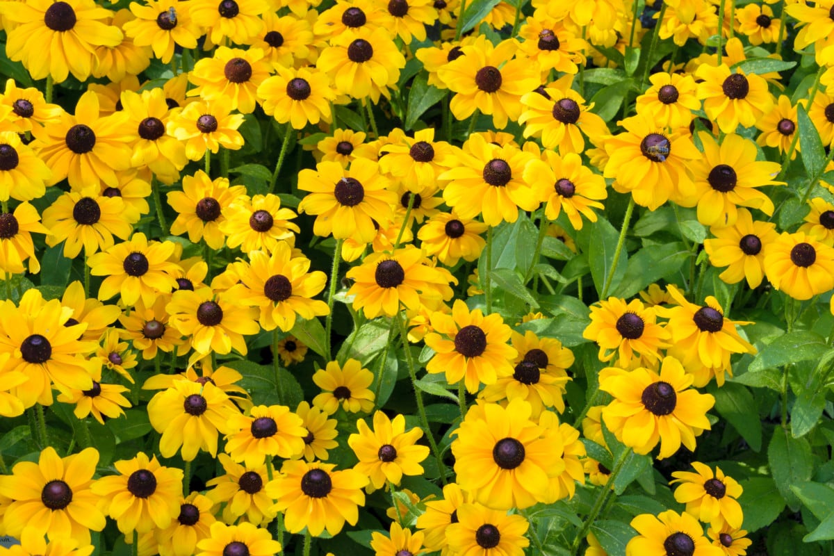 What are the longest blooming perennials 6 What are the longest blooming perennials
