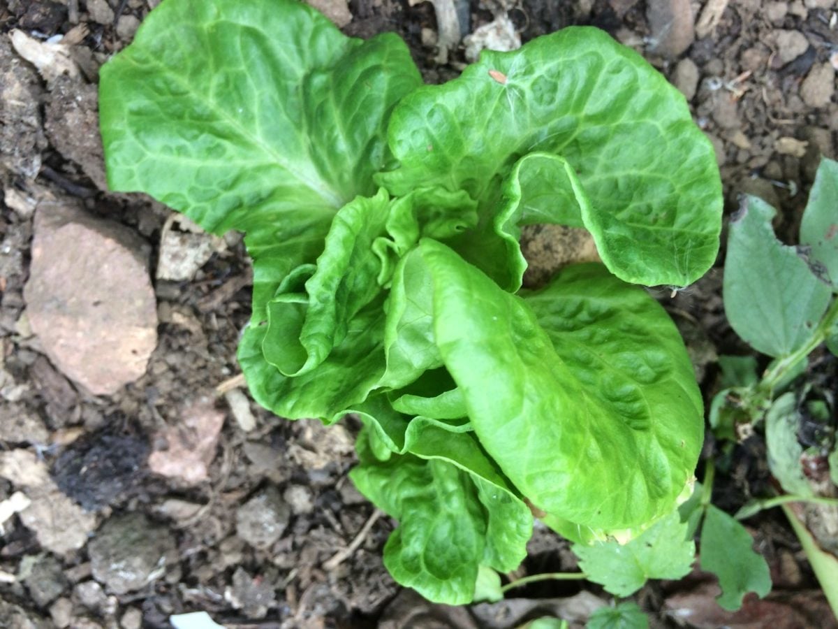 20 Lettuce Varieties To Grow Through Fall & Even Winter