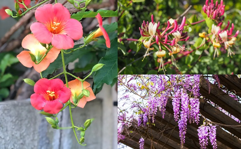 6 Amazing Vines & Creepers Perfect for Indian Gardens