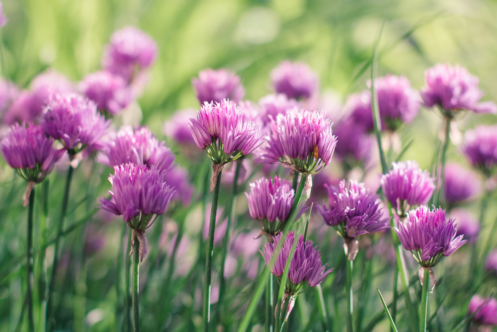 10 Reasons To Grow Chives In Your Garden