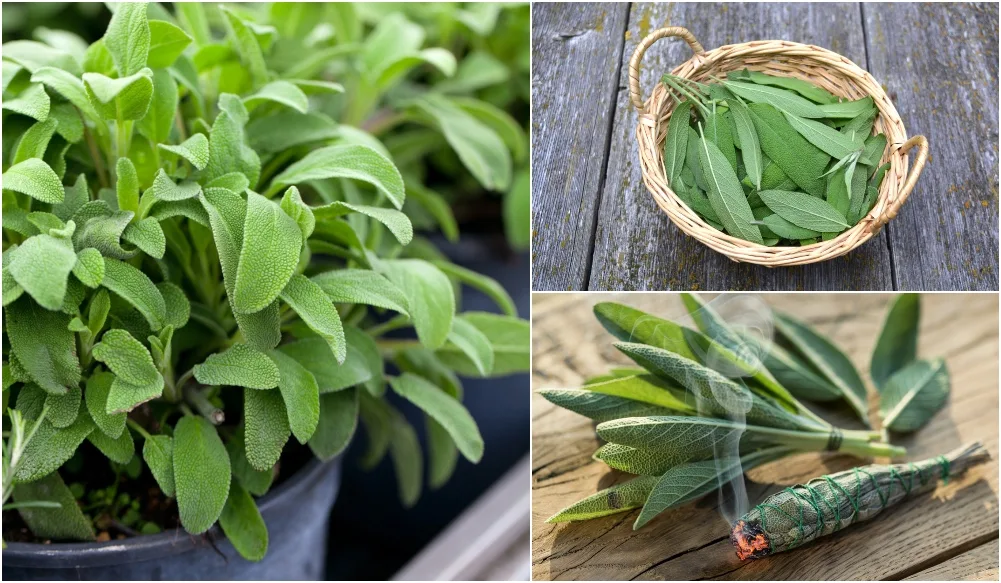 12 Reasons To Grow Sage In Your Garden