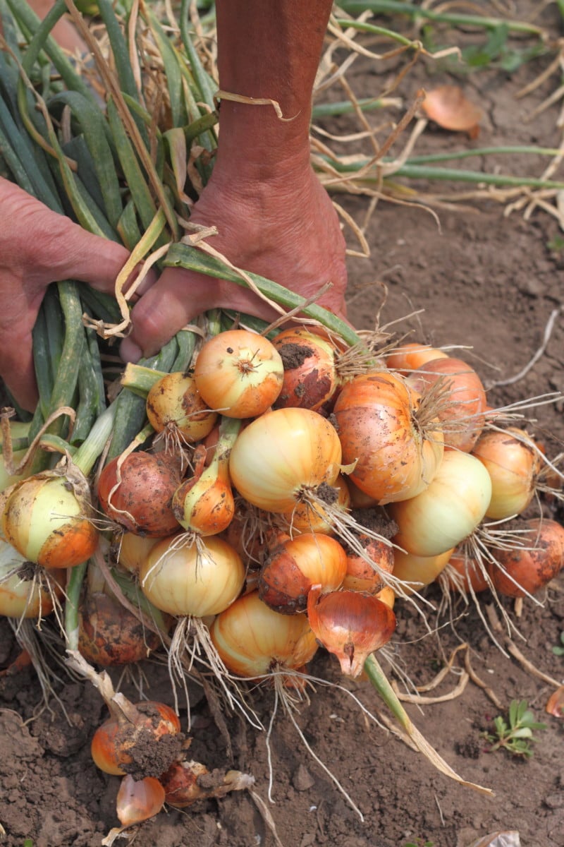 How To Harvest, Cure & Store Onions So They Last Up To A Year