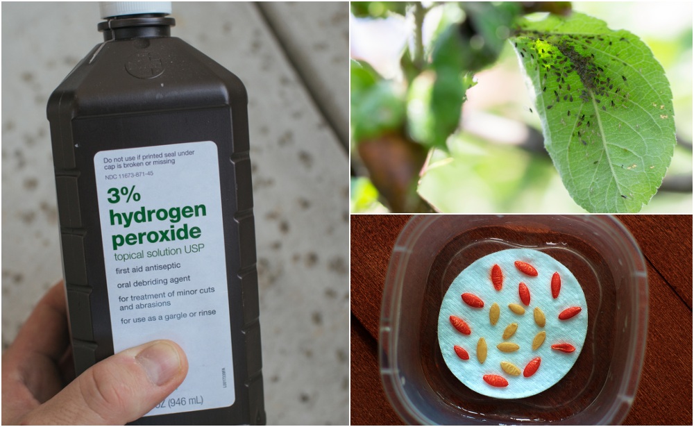 10 Uses For Hydrogen Peroxide In The Garden