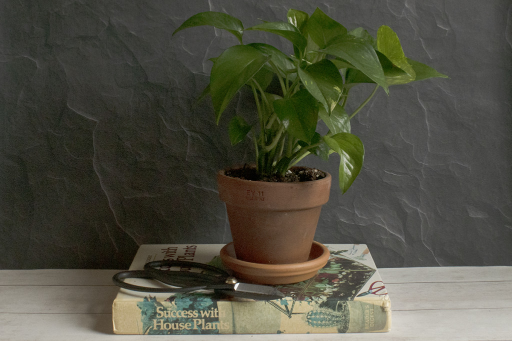 Potted pothos on book