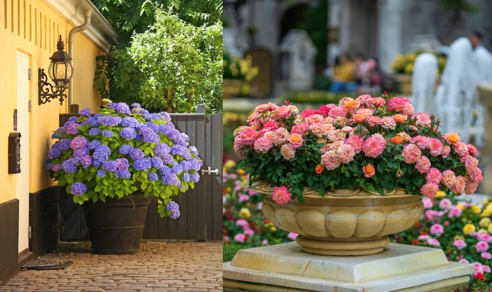 12 Beautiful Shrubs To Grow In Pots, Small Flowering Bushes For Landscaping