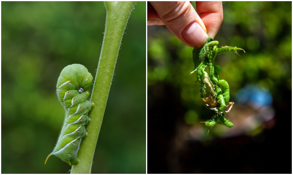 can hornworms hurt you