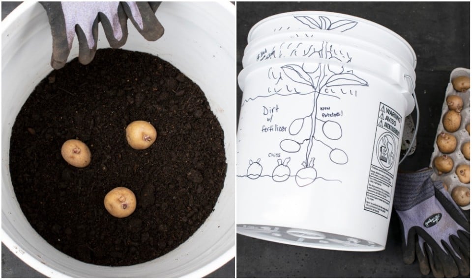How To Grow Potatoes In a 5Gallon Bucket