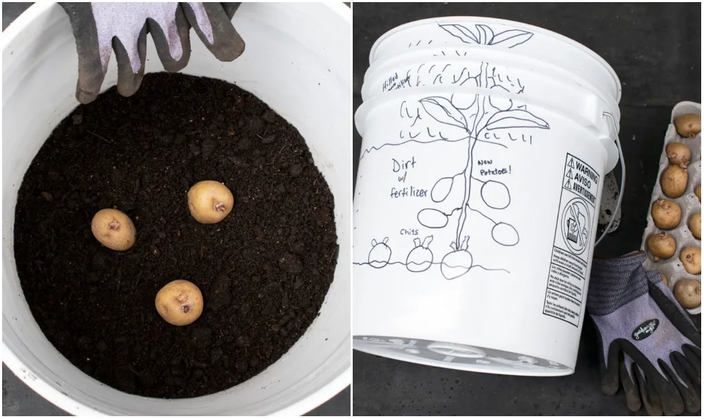Two photos showing how to grow potatoes in a 5-gallon bucket
