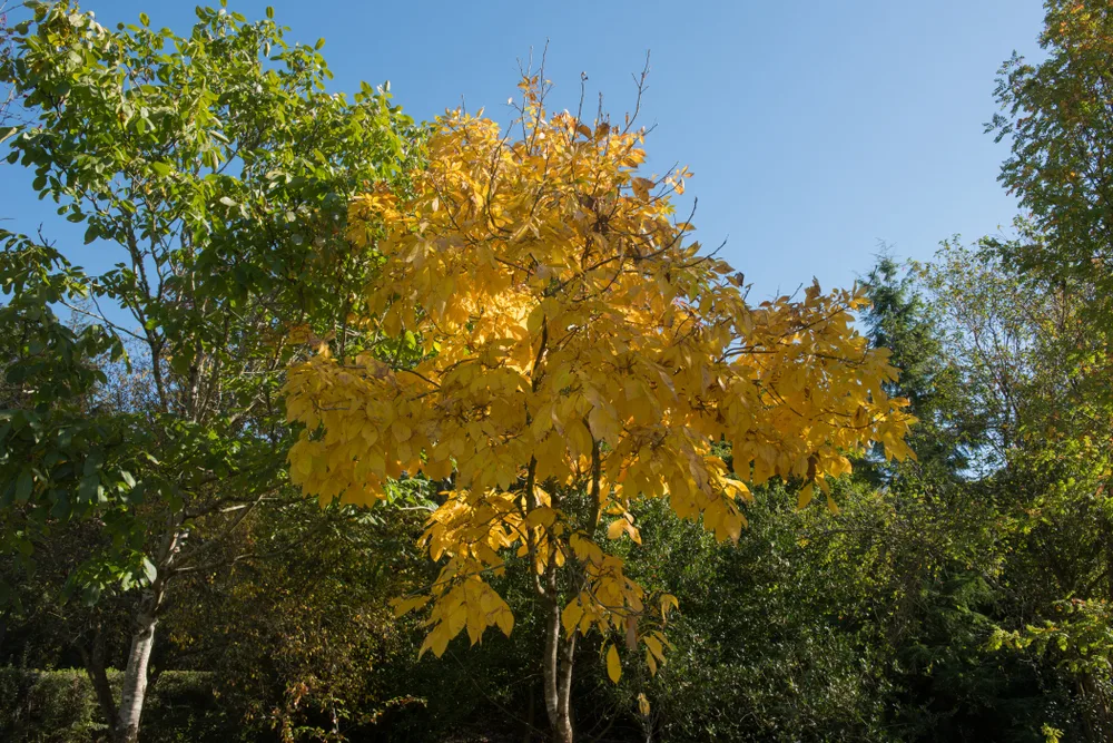 Carya Ovata