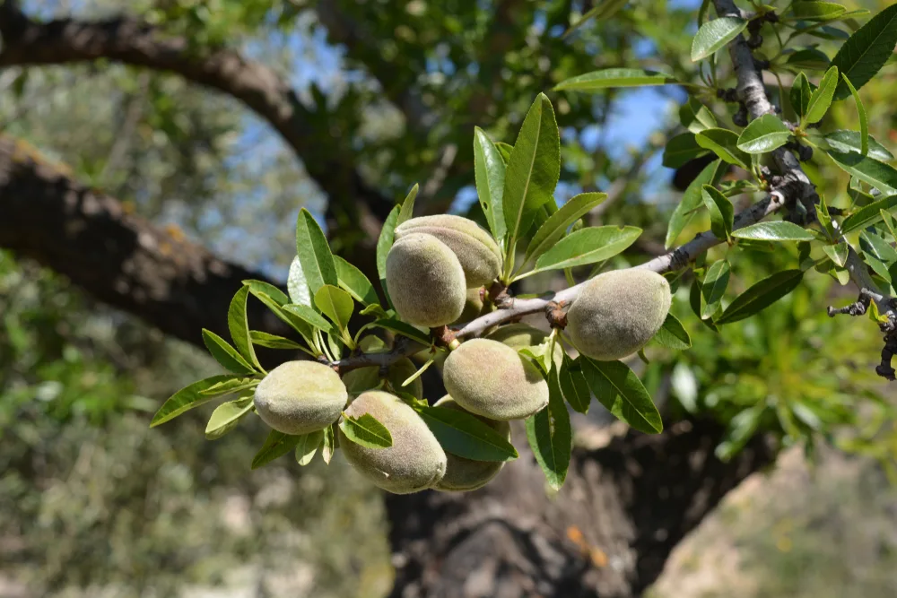 Prunus Dulcis