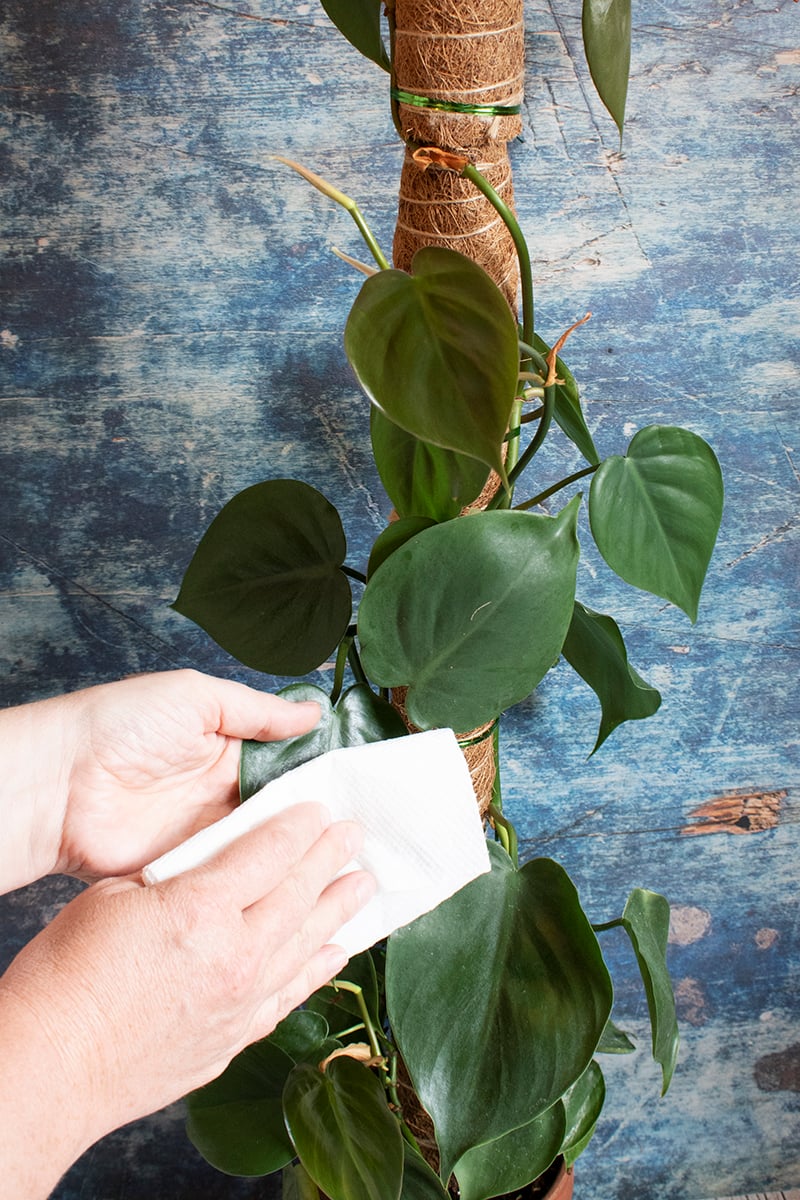 12 Houseplant Mistakes Almost Everyone Makes