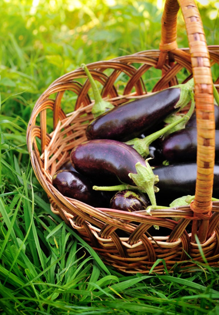 Grow Food In 5 Gallon Buckets 15 Fruits & Veggies That Thrive