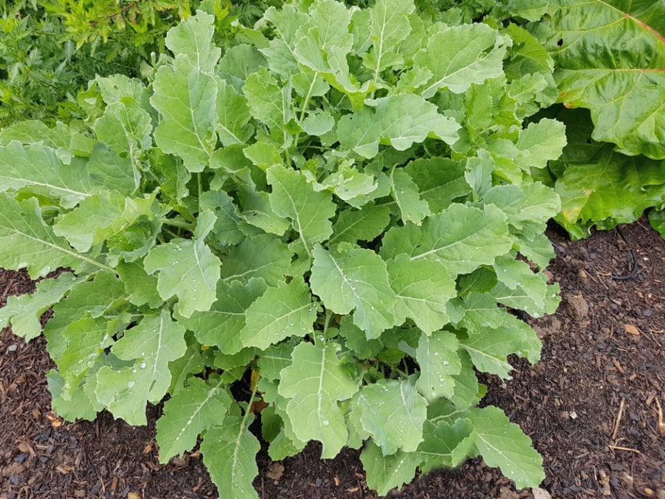 How To Grow Perennial Cabbage & 7 Varieties To Try