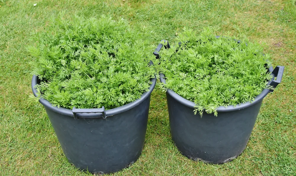 https://www.ruralsprout.com/wp-content/uploads/2020/08/grow-carrots-in-buckets.jpg.webp