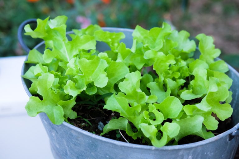 Grow Food In 5 Gallon Buckets 15 Fruits & Veggies That Thrive