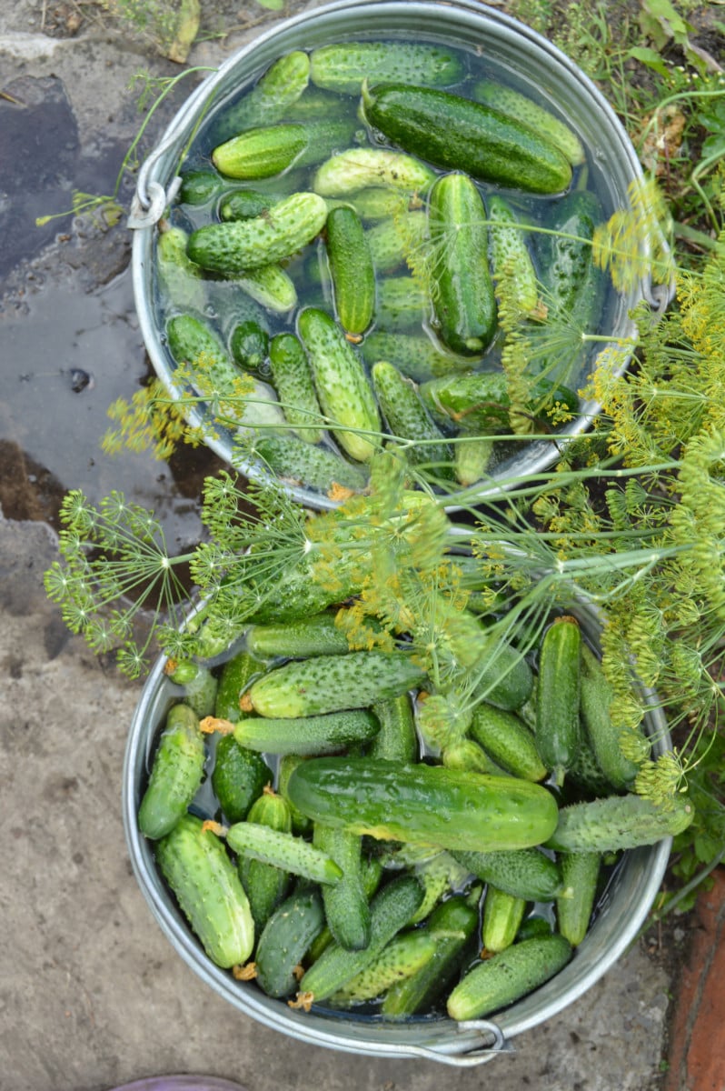 Grow Food In 5 Gallon Buckets 15 Fruits & Veggies That Thrive