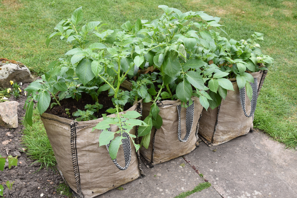 21 Genius Ideas For Growing Sacks Of Potatoes In Tiny Spaces