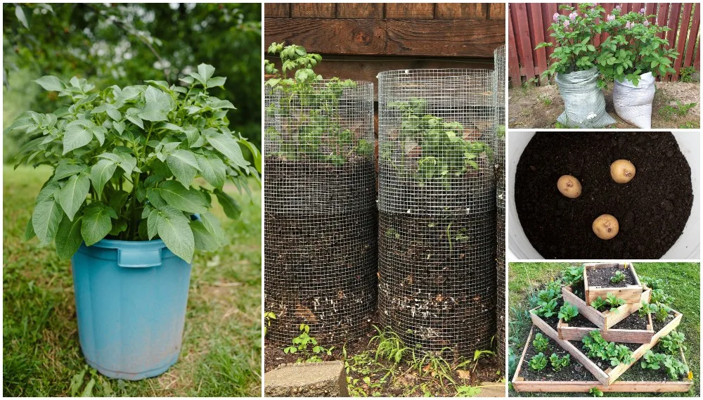 Growing Bags Reusable Potato Planter Bag Vegetable Grow Sack With Hand