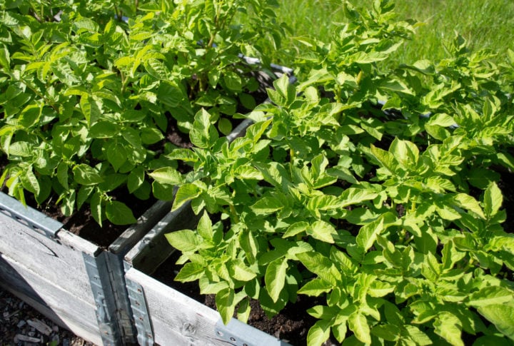21 Genius Ideas For Growing Sacks Of Potatoes In Tiny Spaces