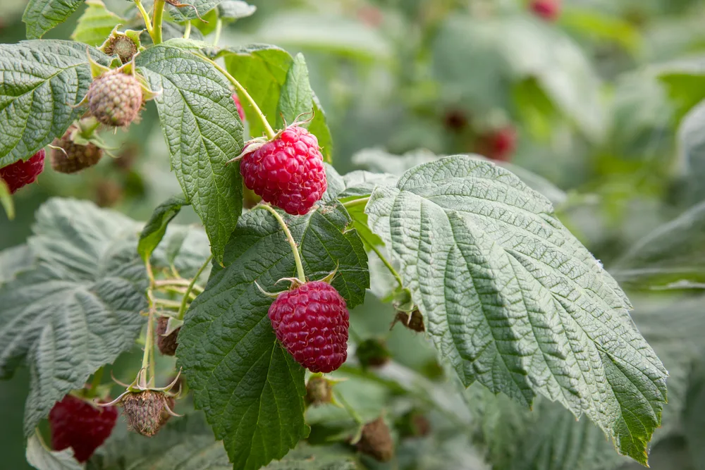 raspberry growing on a cane