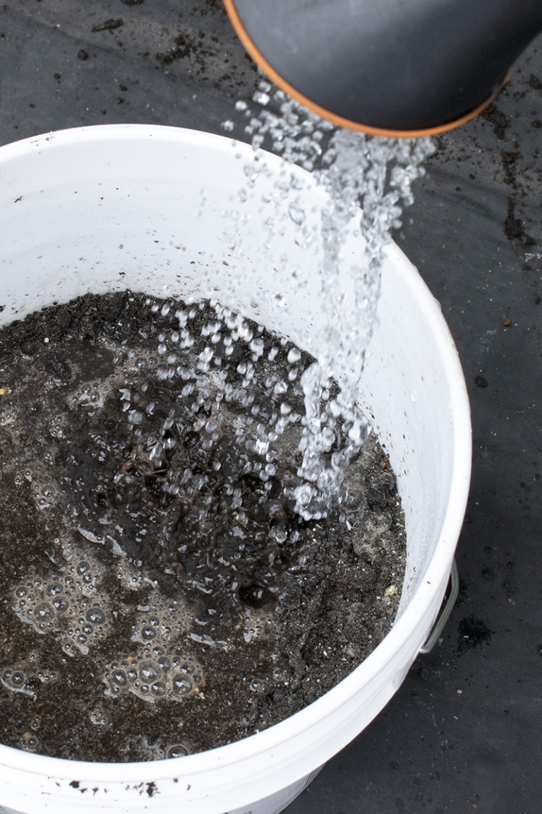 How To Grow Potatoes In a 5Gallon Bucket