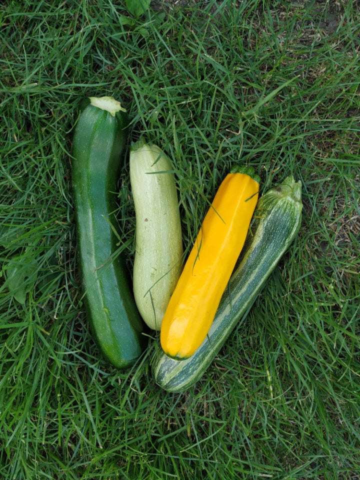 Grow Food In 5 Gallon Buckets 15 Fruits & Veggies That Thrive