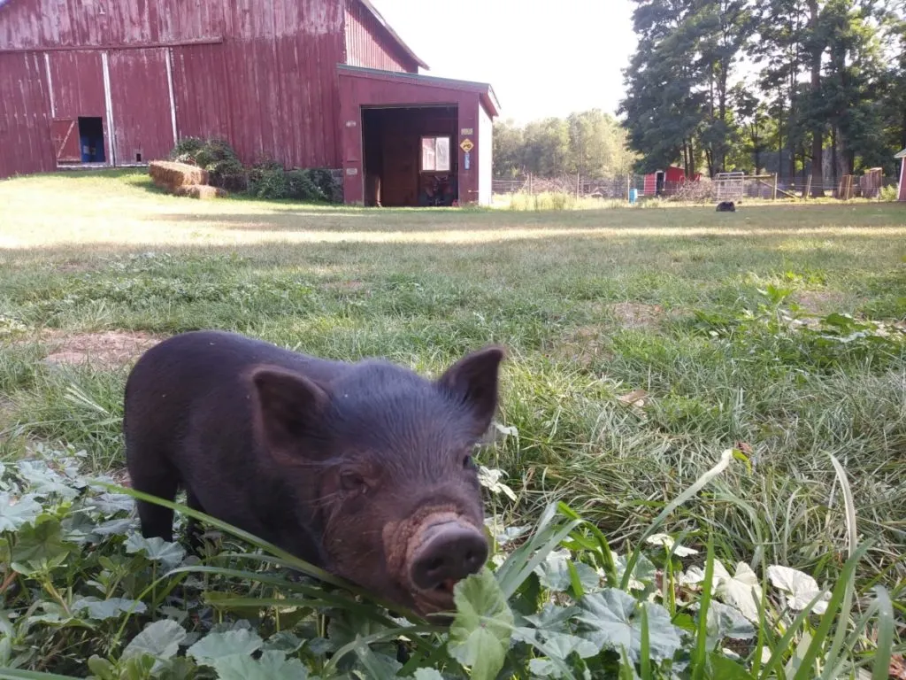 A piglet nibbles tender grasses and leaves.