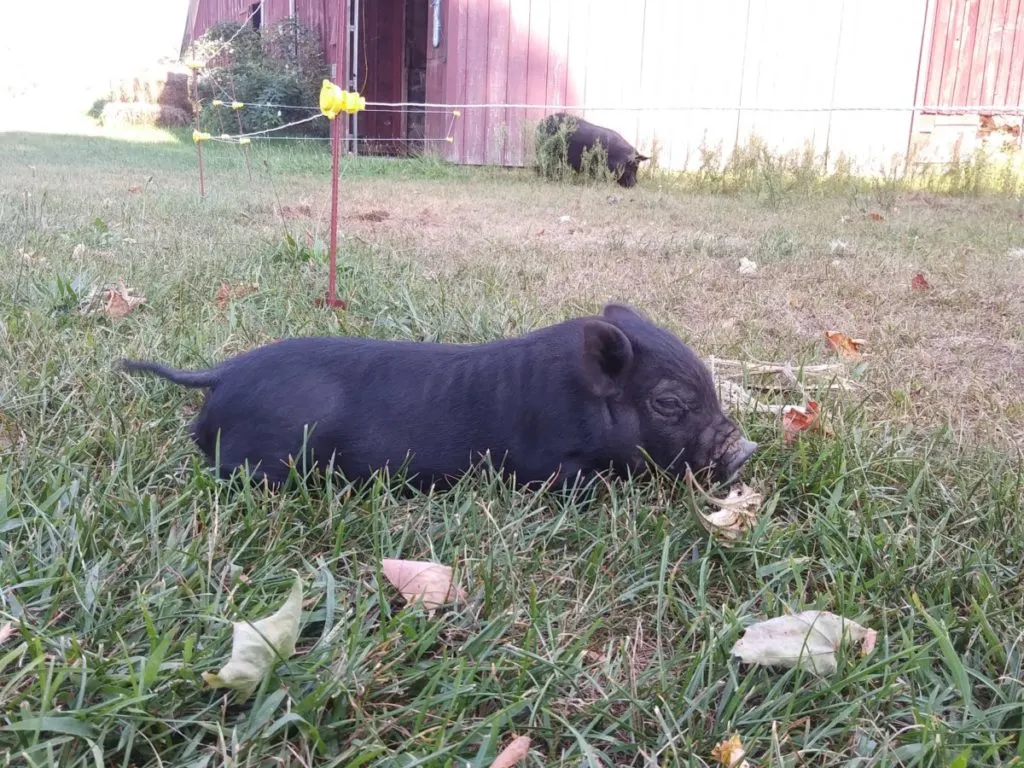 An American guinea hog piglet rests in the grass.