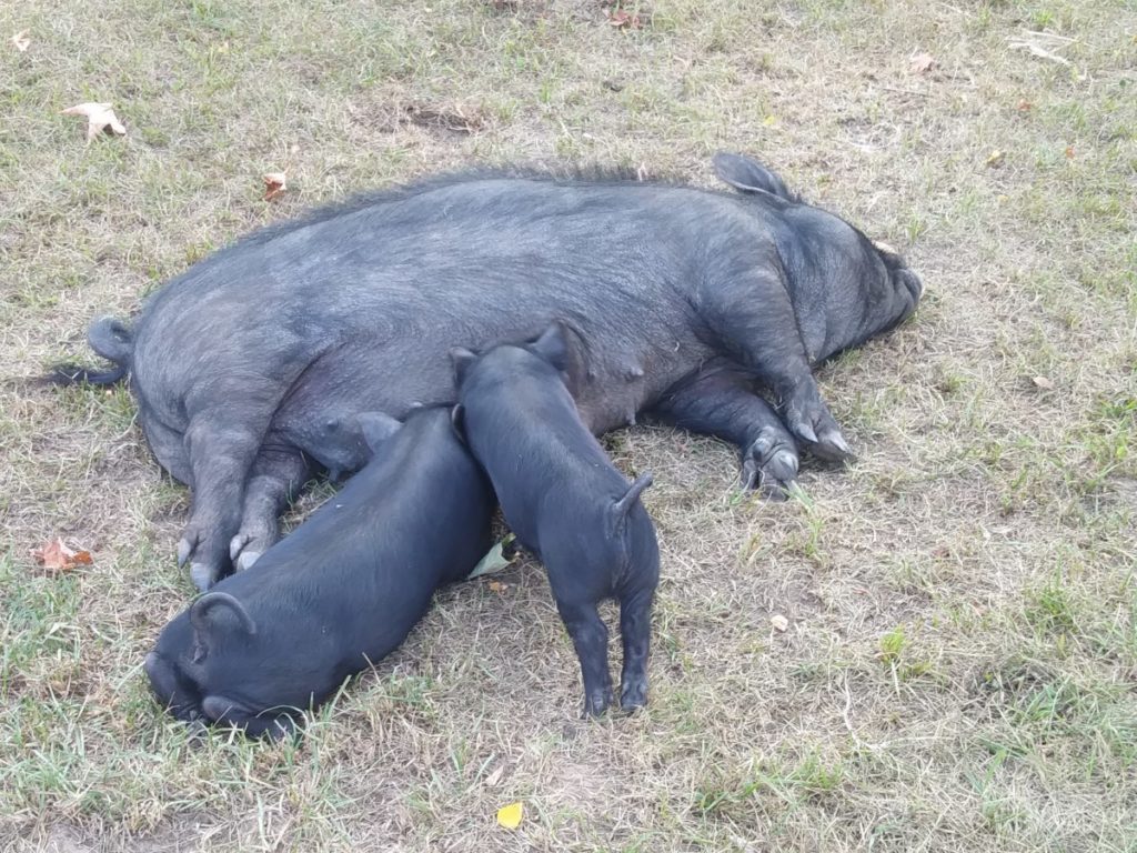 Two piglets nurse at their mother's teet.