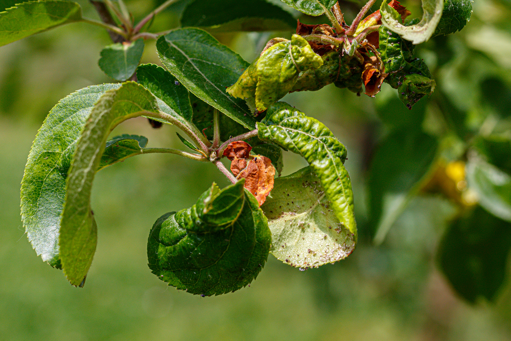 Apple tree leaves curled and wrinkled from aphid damage. 