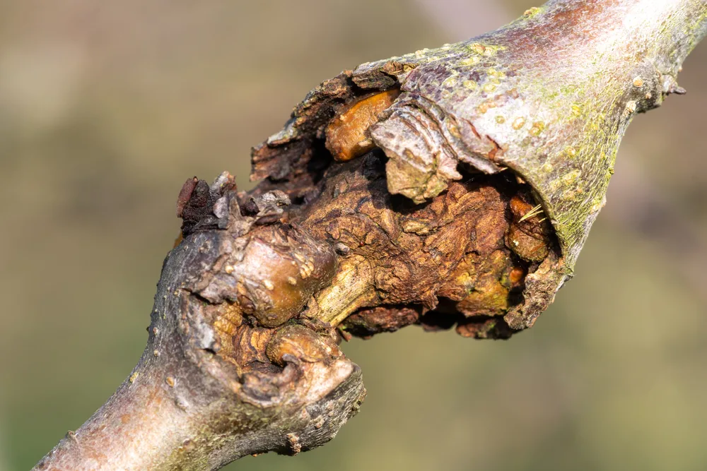 An example of an apple canker. 