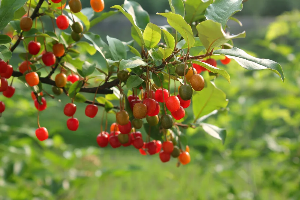 Autumn olive shrub with hanging berries