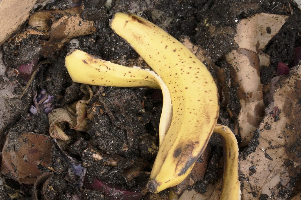 A banana peel lays on top of compost.