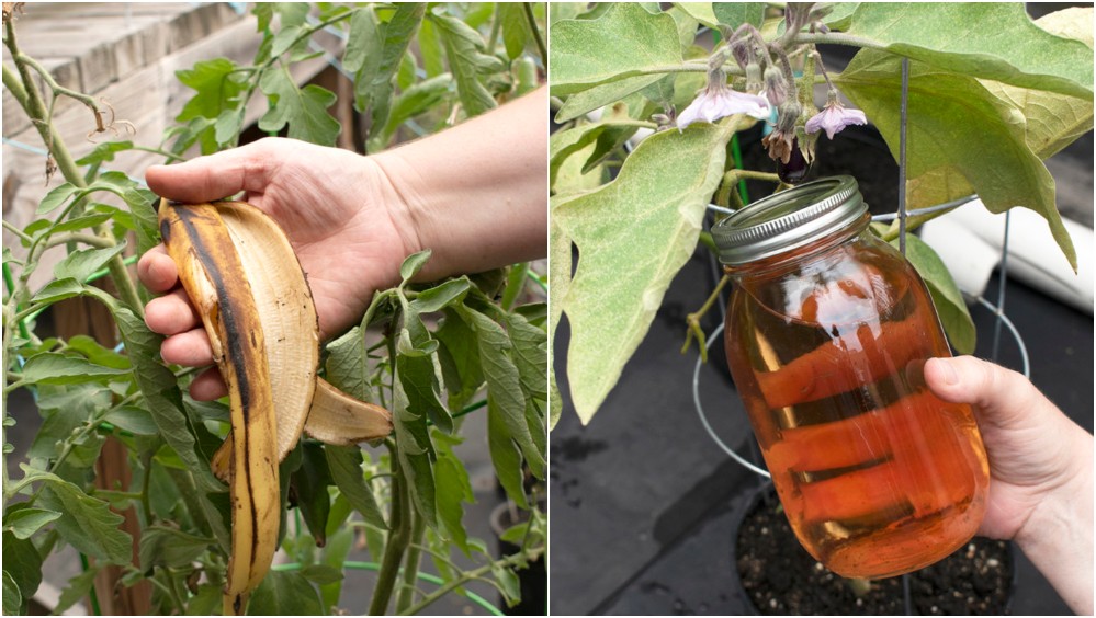 A collage of two images. A banana peel being held in front of a tomato plant, and banana peel fertilizer in front of an eggplant plant. 