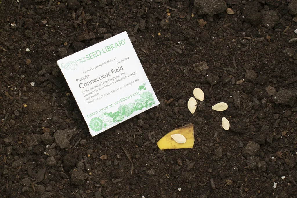 Several pumpkin seeds lay in the dirt next to a piece of banana peel with a pumpkin seed on it.