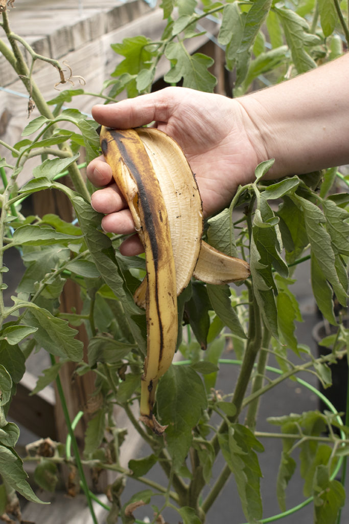 A banana peel held up in front of a tomato plant, banana peel fertilizer is good for tomatoes.