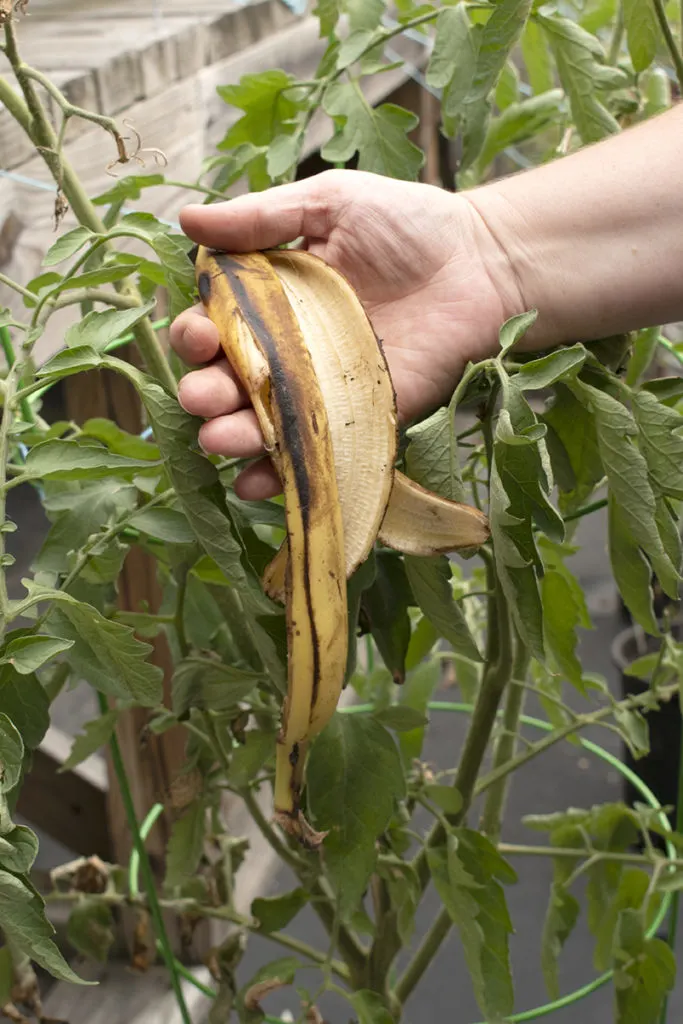 A banana peel held up in front of a tomato plant, banana peel fertilizer is good for tomatoes.